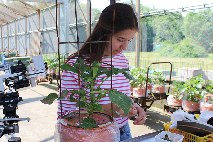 Henriette Quehl conducts research in the exterior greenhouse facility of the Division of Quality of Plant Products and IAPN. Among other issues, she researches the influence of potassium and drought stress on leaf gas exchange in potato plants. (Photo: IAPN)
